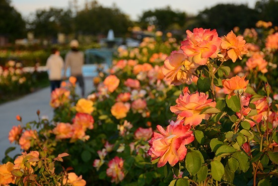 Municipal Rose Garden, San Jose, California.